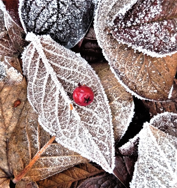 Frosted leaves Christmas card